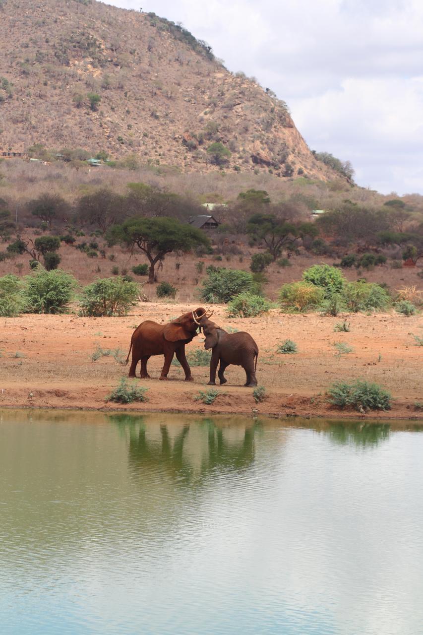 Can You Really Do a Safari From the Beach? Tsavo East in a Day