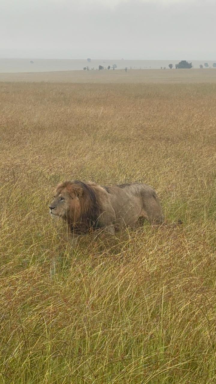 Lion walking through golden grass in Tsavo at dusk