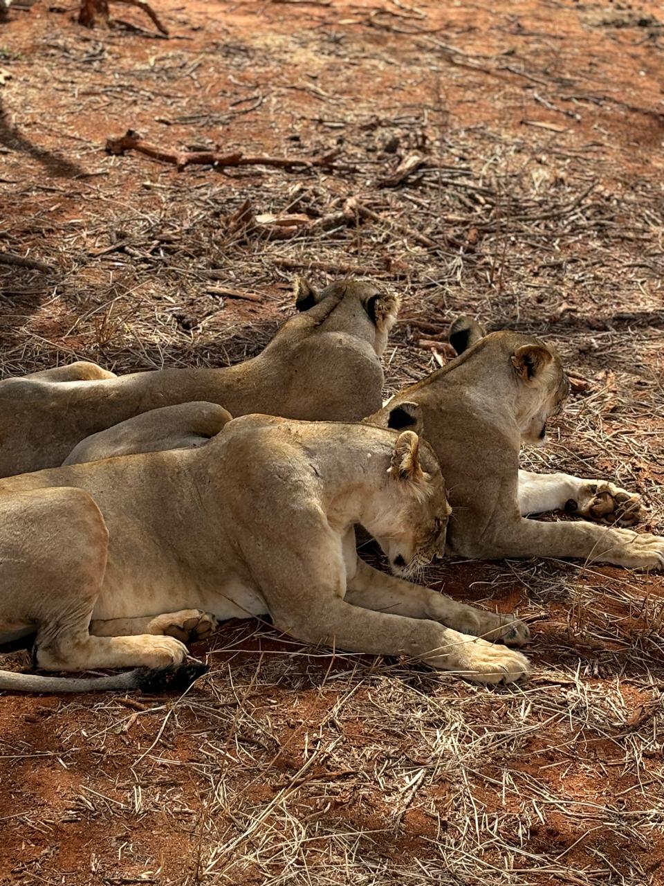 Tsavo East Big Game Day Safari
