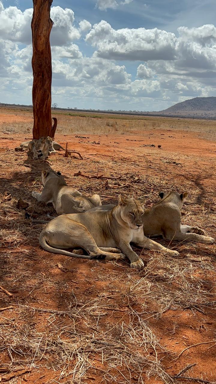 Tsavo East National Park