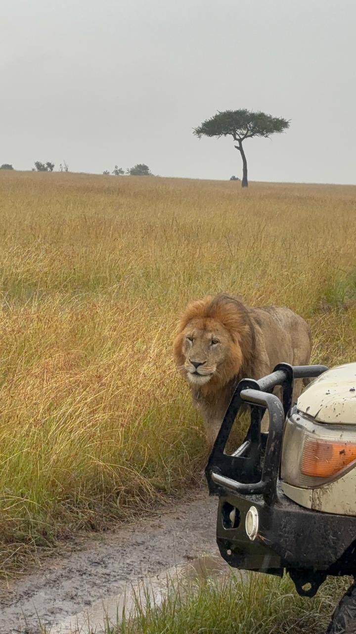 Safari guide with lion sighting in Tsavo, Kenya
